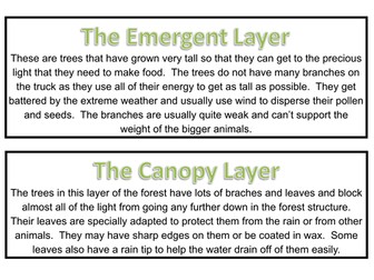 Rainforest Display Materials Teaching Resources