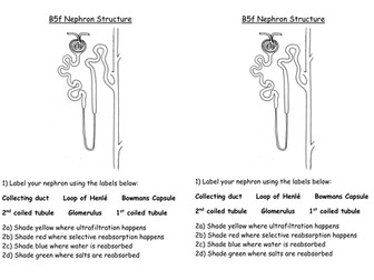 GCSE Edexcel Biology topic CB7 Nephron structure worksheet
