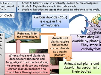 Carbon Cycle Summary