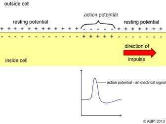 Action Potential