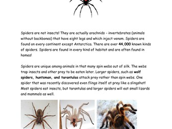 Spiders Information and Worksheet