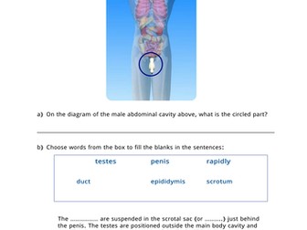 Body Parts - Male Reproductive Organs