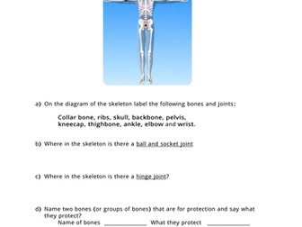 Body Parts - Skeleton