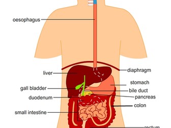 Digestive System - Labelled