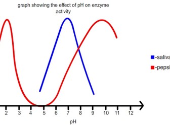 Enzyme Activity and pH