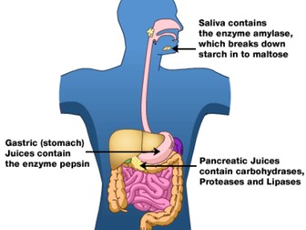 Digestion of Enzymes