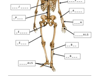 Label the Human Skeleton