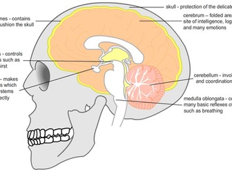 Labelled Brain