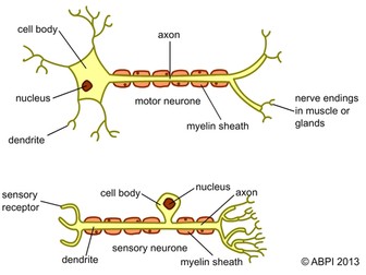 Labelled Neurones