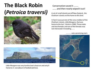Saving The Black Robin