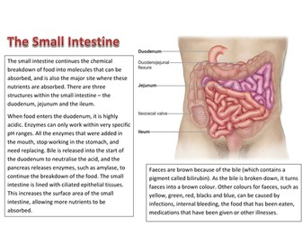 Digestive System