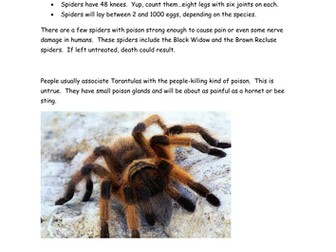 Spider Comprehension