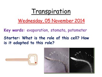 Transpiration AQA B3