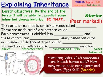 Edexcel B1.9 Explaining inheritance
