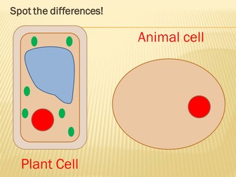 Animal and plant cells