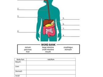 The Digestive System Worksheet