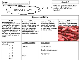 B1 cells