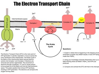 The Electron Transport Chain