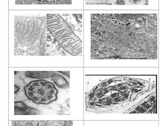 Organelles match up