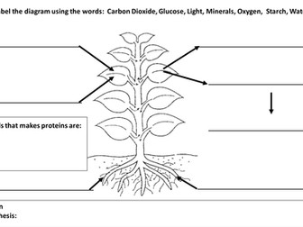 Photosynthesis, respiration and circulatory system