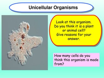 Unicellular organisms