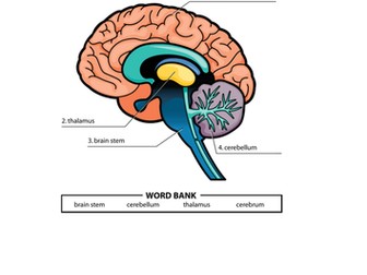 science task 1: Super Humans