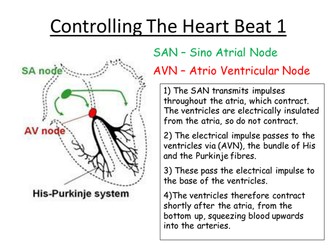 Cardiac Cycle - Edexcel AS Biology UPDATED