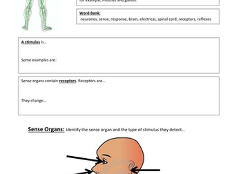 What is the nervous system?
