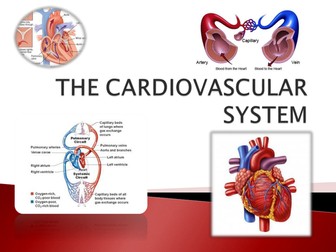 The Cardiovascular System Part One