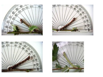 Animal Behaviour: How to avoid being eaten!