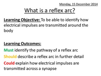 What is a reflex arc?