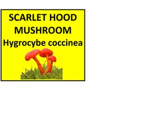 Wow Board Classification Display