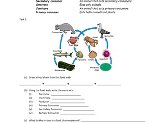 Food Webs and Food Chains Worksheet