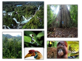 Yr 7 Rainforests