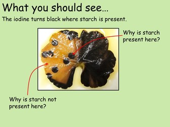 GCSE Testing a Leaf for Starch