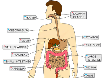 Topic 5 - Human Digestion