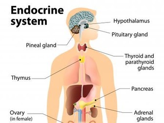 Endocrine / glands  info sheet