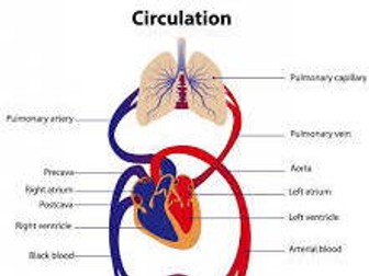 OCR Biology module 3 Types of circulatory system | Teaching Resources