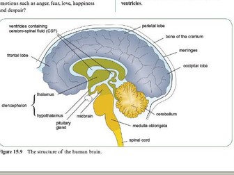The Brain and the Mammalian Nervous System