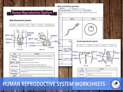 Human Reproductive System - Worksheet | Teaching Resources