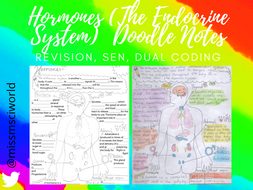 Endocrine System Science Doodle Notes (hormones) | Teaching Resources