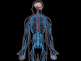 A level Biology OCR animal responses - Organisation of the Nervous system