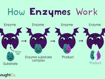 IGCSE Biology: Enzymes