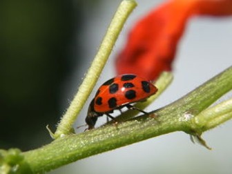 Minibeasts: Ladybirds