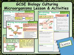 KS4 AQA GCSE Biology (Science) Culturing Microorganisms Lesson ...