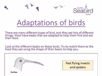 Scottish Seabird Centre - Adaptations of Birds worksheet