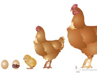 Writing Template to Describe a Chicken's Life Cycle
