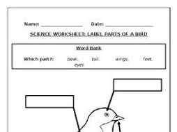 Science worksheets: Label parts of a bird | Teaching Resources