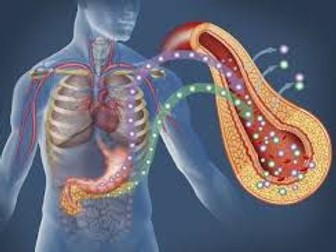 NEW OCR Biology A 5.4.3 The Pancreas and release of Insulin