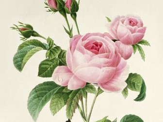Botanical Art Cover lesson
